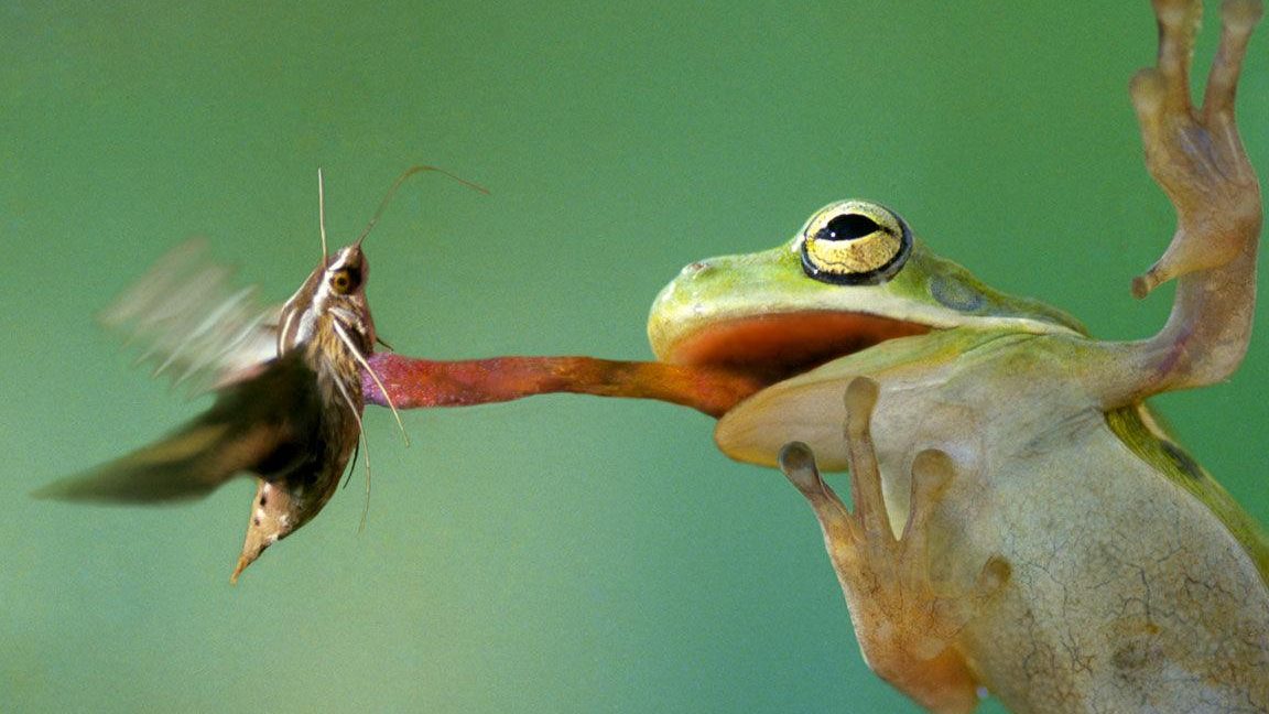 Qu Comen Las Ranas qu-comen-las-ranas